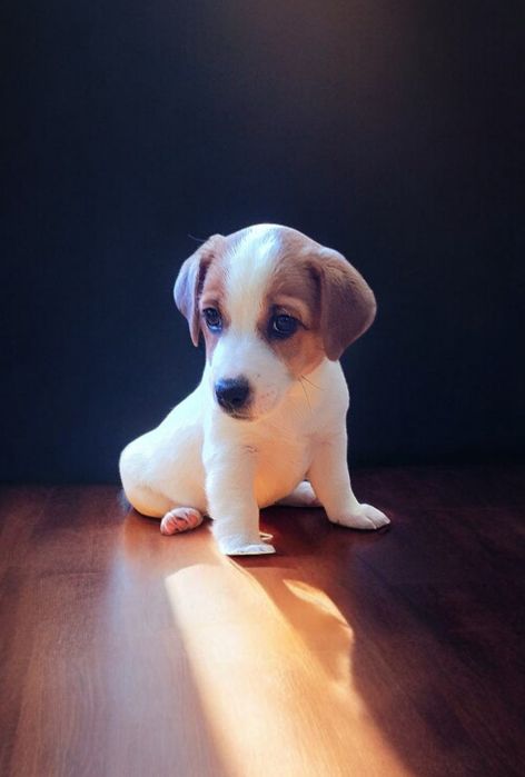 Шикарні  малюки !