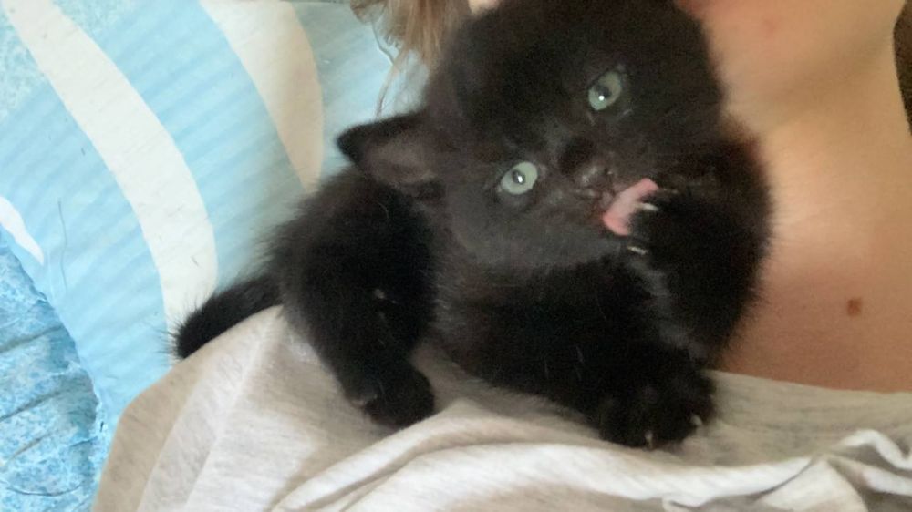 Прилаштовуються кошенята в добрі ручки