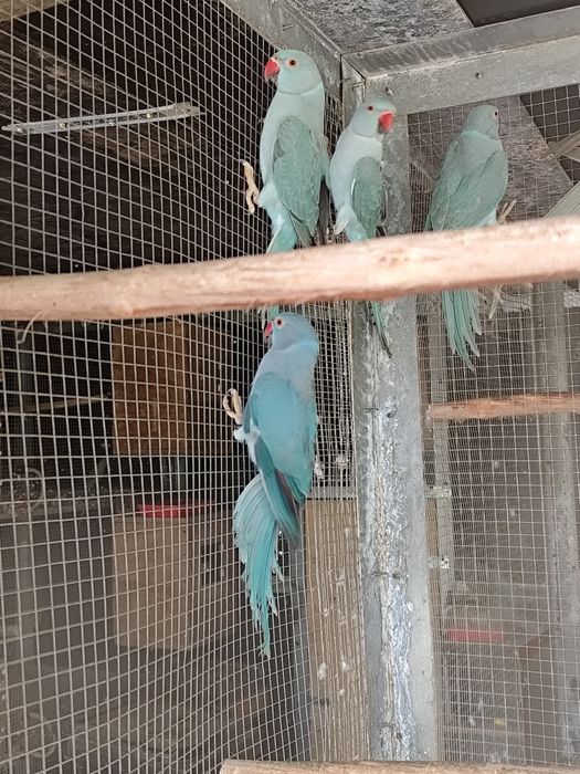 Várias espécies de Psitacideos