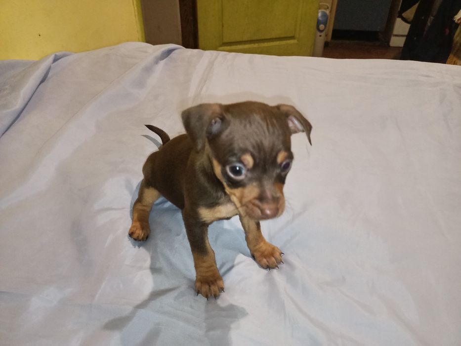 Той тер'єр дівчинка світлий шоколад шукає собі теплу, родину