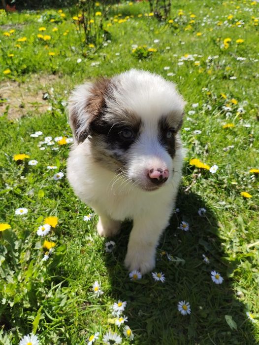 Border Collie piesek