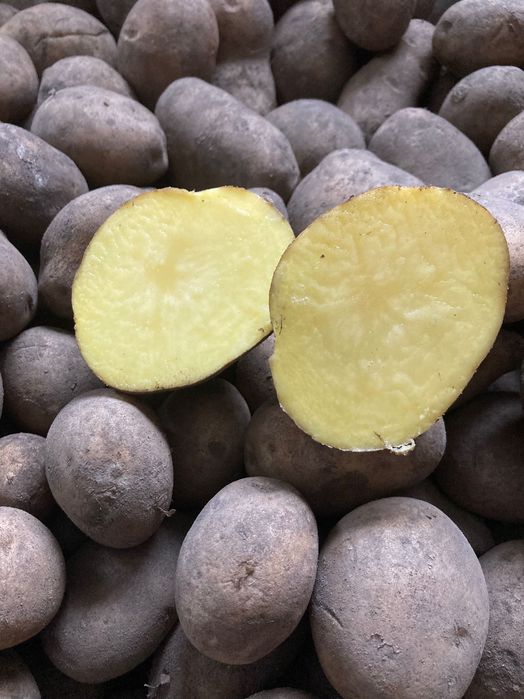 ziemniaki ekologiczne Tajfun