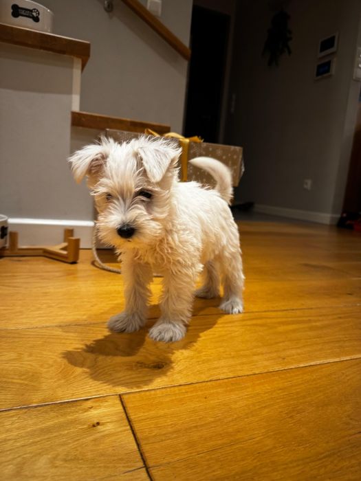 sznaucer miniaturowy miniatura biały pies piesek samiec