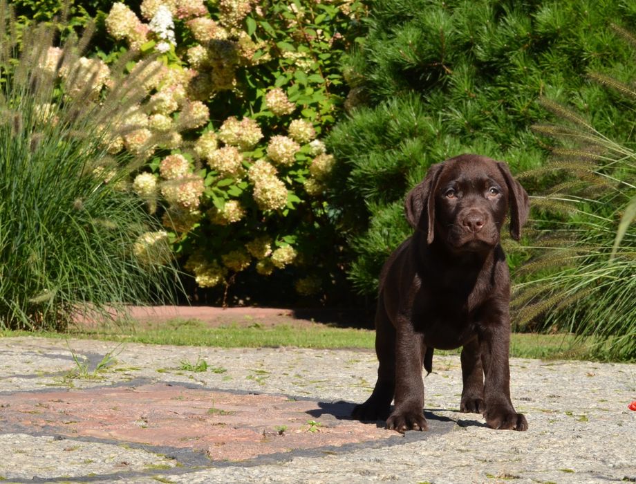 Labrador retriever FCI  SUCZKA