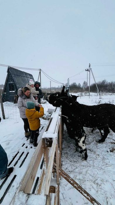 Відпочинок біля Львова. Котедж з чаном і банею