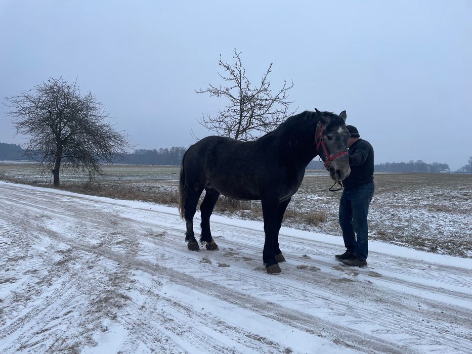 Koń na sprzedaż.