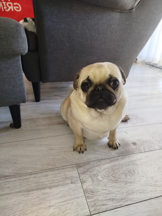 Mops suczka 05.01.2026