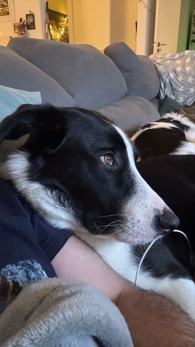 Encontrei: Cachorro muito docil (adopcão)