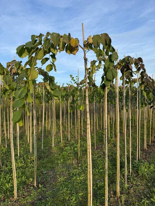 Wiąz górski Camperdownii Pa220 6-8, 8-10