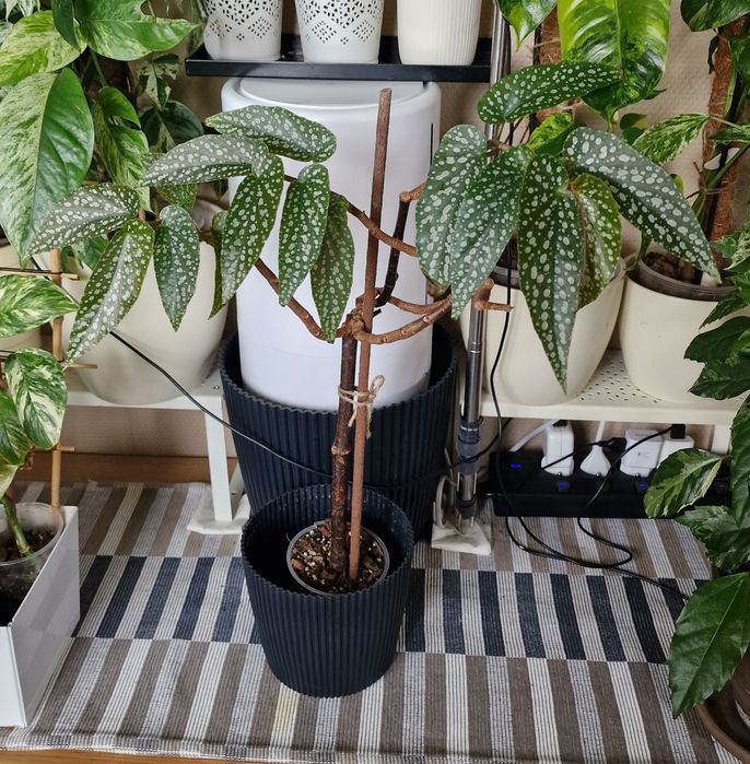 Begonia Tamaya na pniu