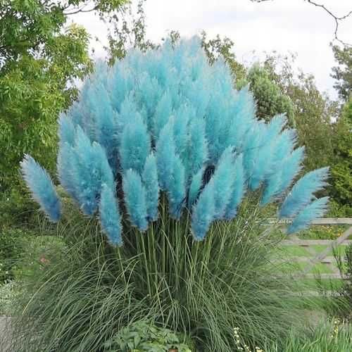 Кортадерія, (Пампасна трава) саджанці в горщиках!