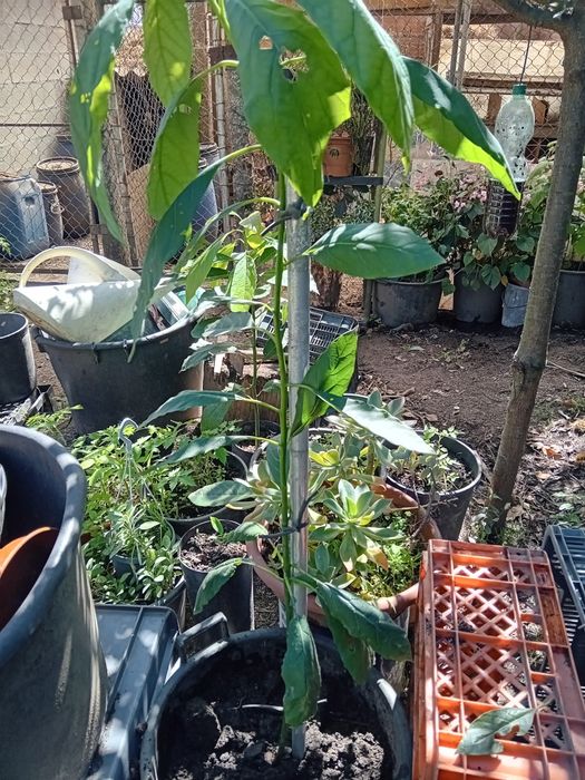 Vendo abacates para replantar.