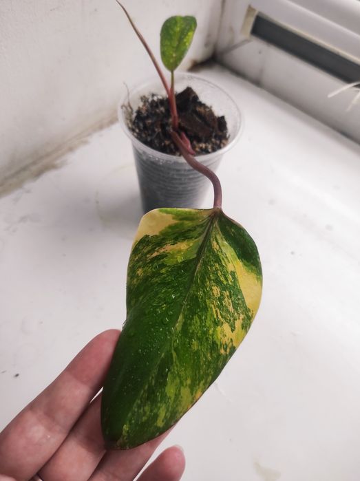 Philodendron Strawberry shake/Emerald red
