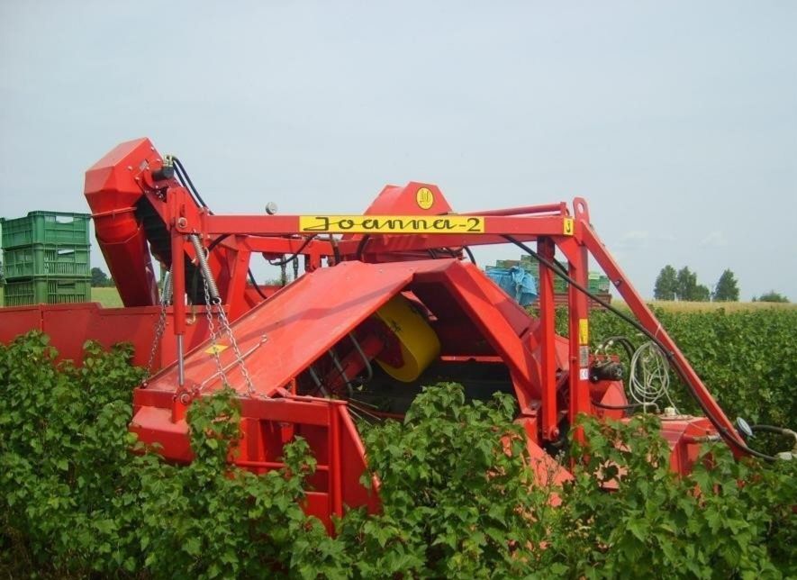Zbiór porzeczki aronii agrestu