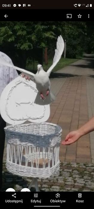 Białe gołębie na ślub