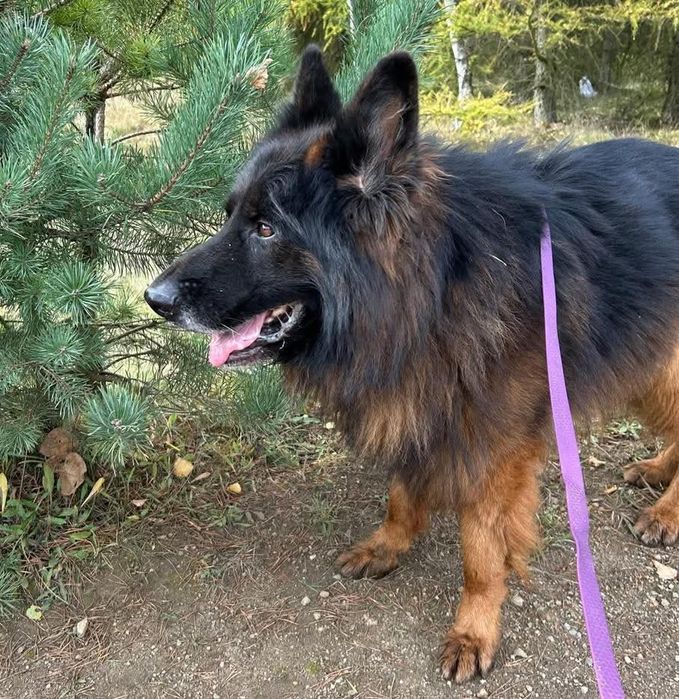 Piękny i mądry owczarek szuka odpowiedzialnego domu