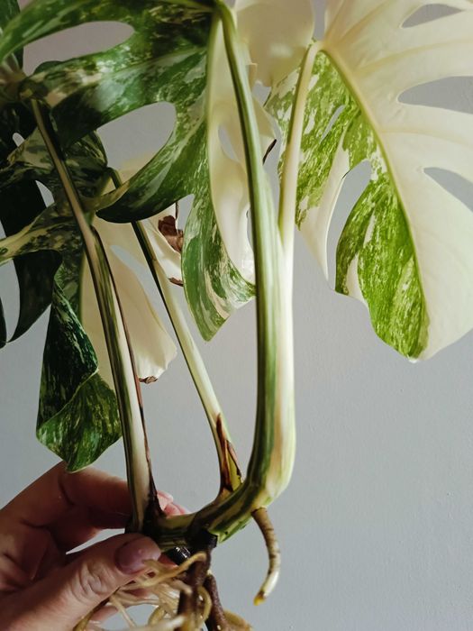 Monstera variegata - sadzonka
