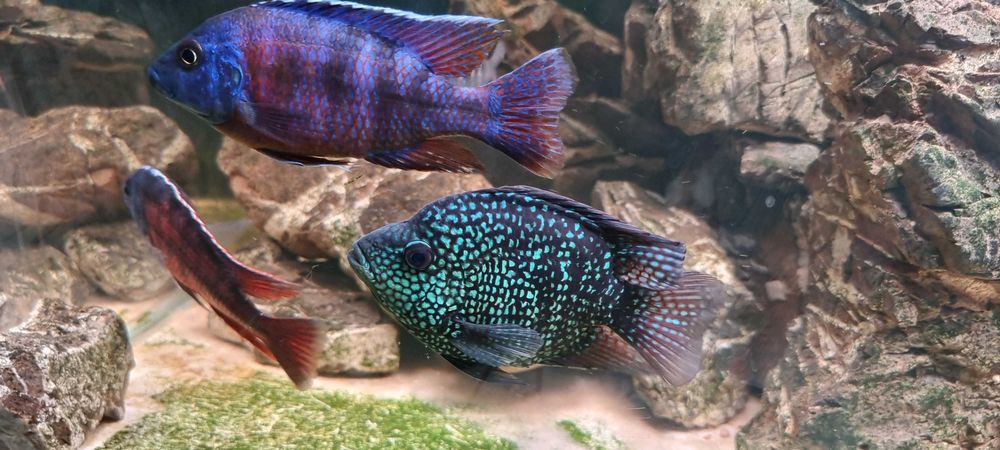 Аквариум 750 литров ! Тумба! Рыбки! Самп! Оборудование!