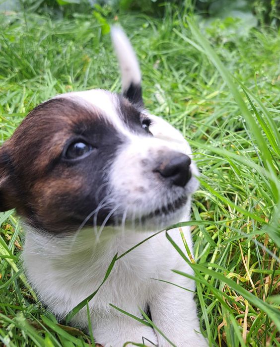 Jack Russell Terrier suczka rodowód