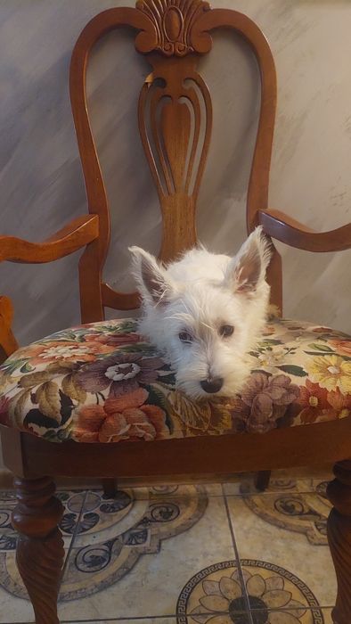 West Highland White Terrier