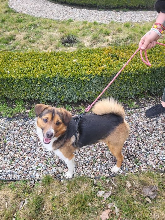 Mufasa szuka odpowiedzialnych ludzi