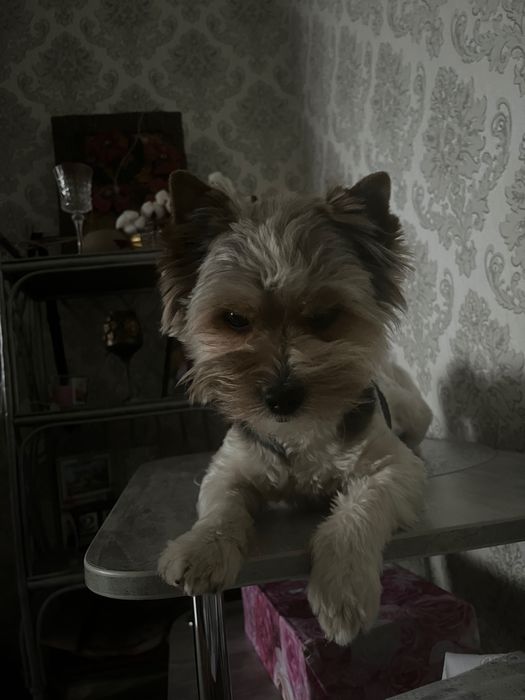 Вʼязка бівер йорк