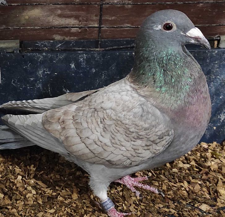 Opal, opale, reduced, rubella, pocztowy