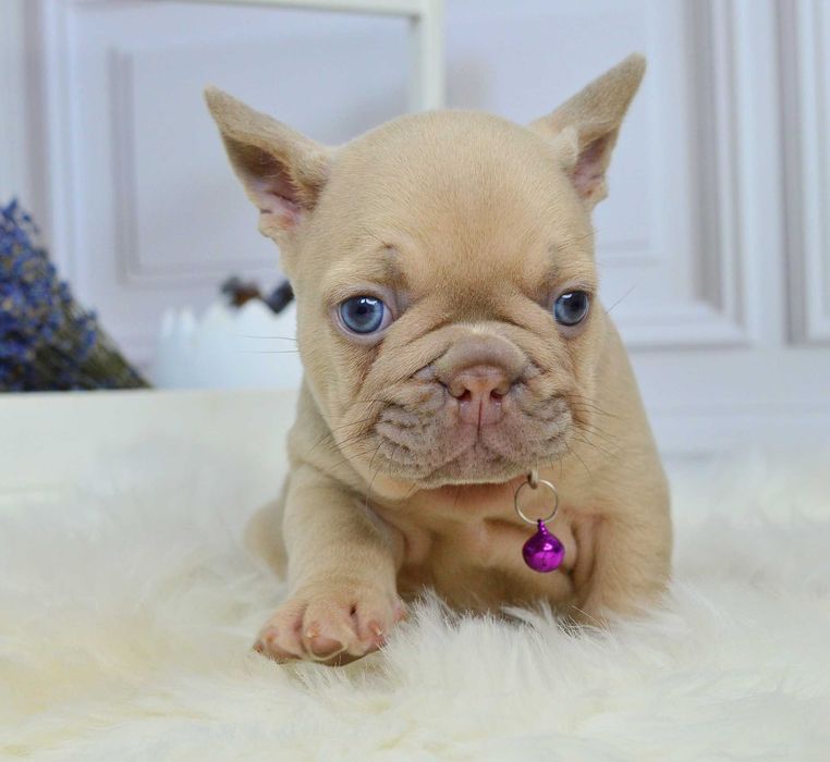 Чарівні крихітки у пошуках люблячих родин!!!