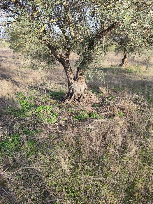 Oliveiras centenárias