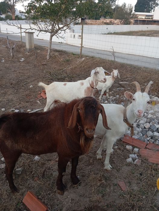Cabras boer e cruzadas