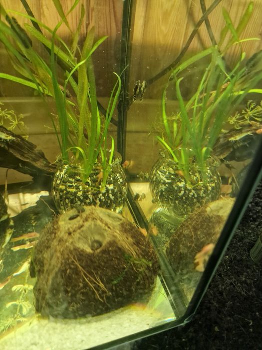 Ancistrus super red glonojad