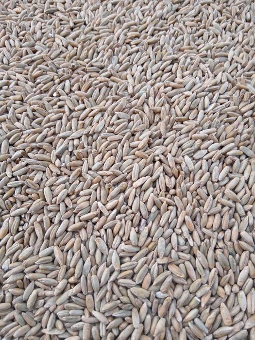 Żyto Dańkowskie Diament po centrali