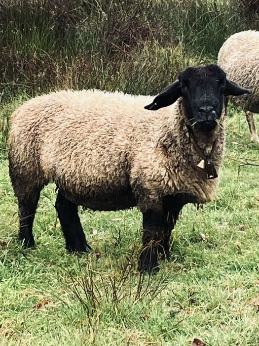 Ovelha sulfock ……..