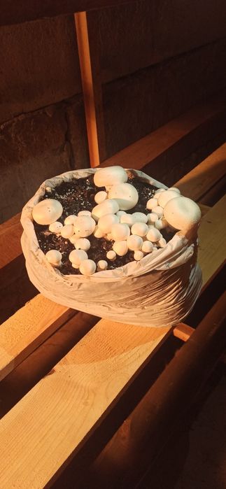 Комплект блок для вирощування шампиньона 10кг