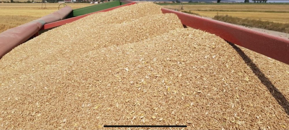 Pszenica 2025 luzem lub worek 50 ton