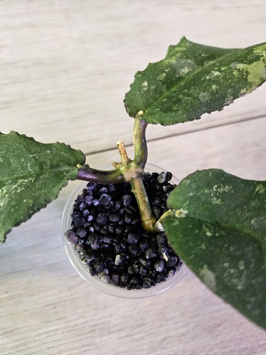 Hoya undulata Black