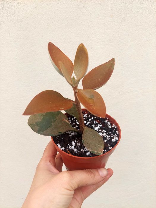 Suculenta Kalanchoe Colher de Cobre