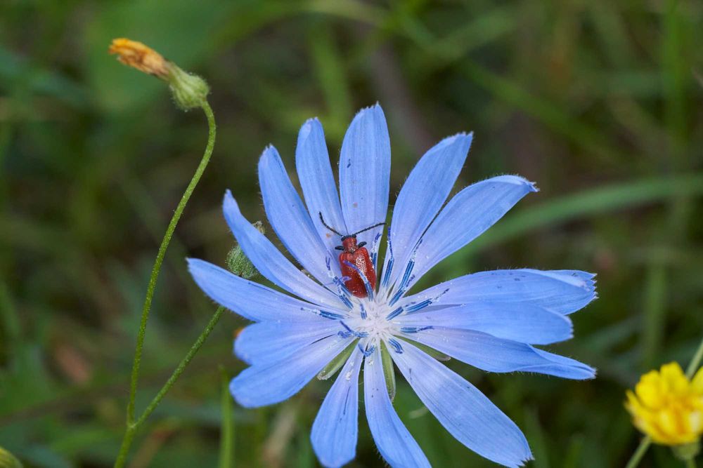 Obiektyw Minolta MC Macro Rokkor 100mm f/3.5 | Legendarna ostrość! 1:1