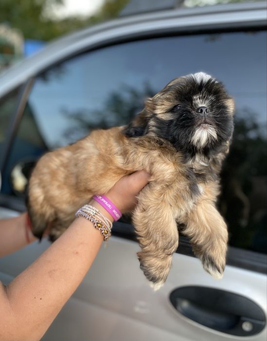 Шукаємо родину для шитцу