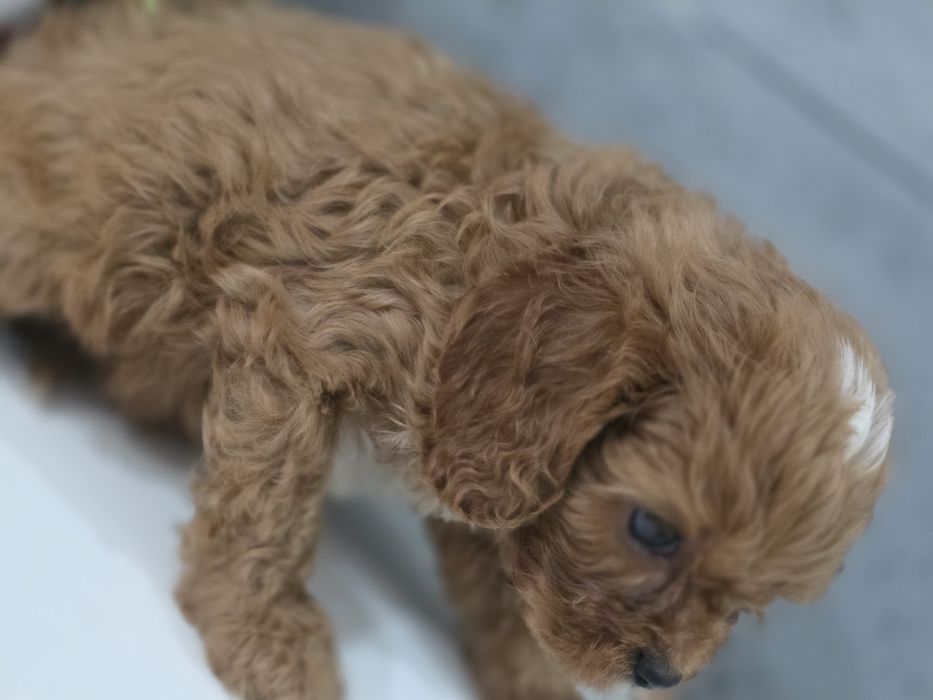 Cavapoo Samiec do odbioru badania genetyczne