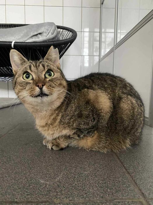 Bruno i Kacperek dwa kocurki adopcja wspólny dom schronisko