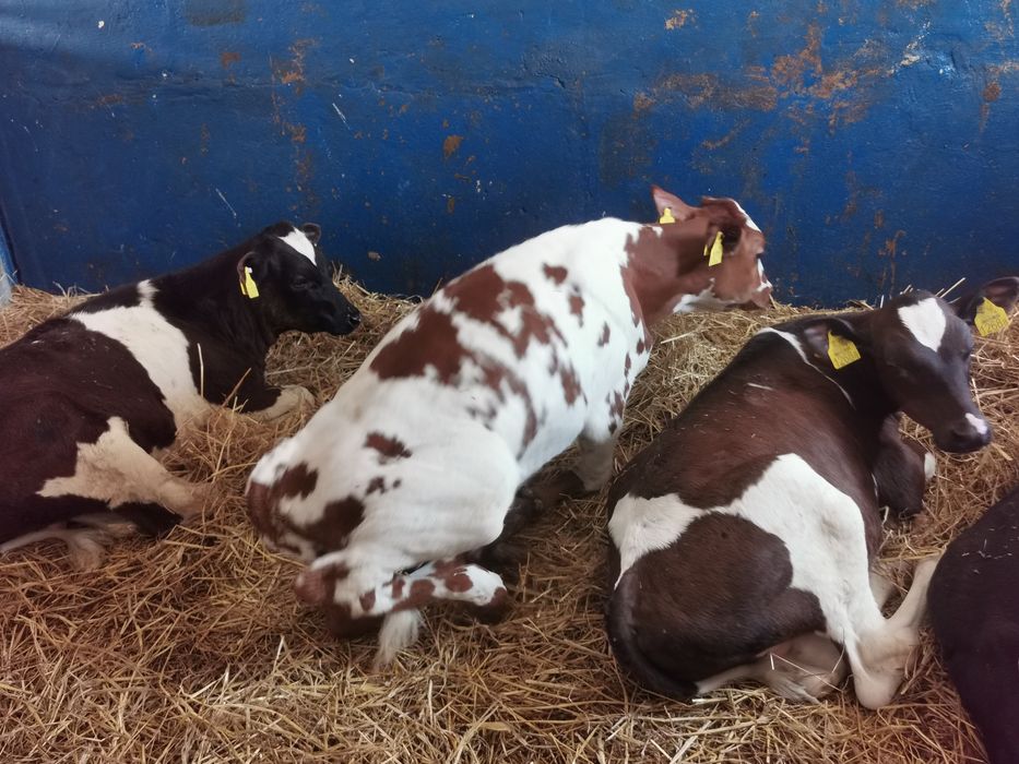 Byczki startery samodzielne mięsne