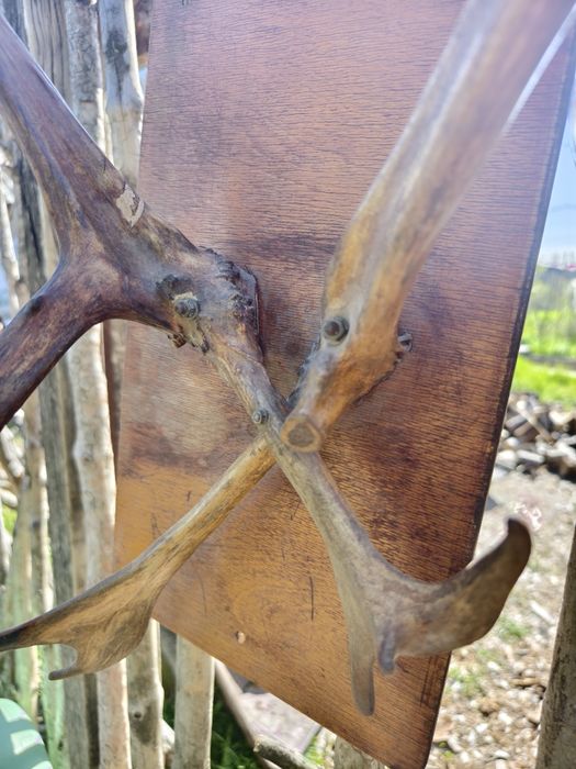 Рога  Оленя  (под лаком)