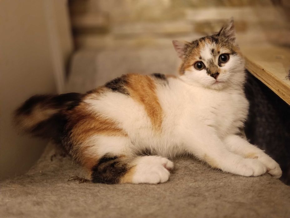 KRUSZONKA i CHAŁWA szukają tylko wspólnego domu! Adopcja razem