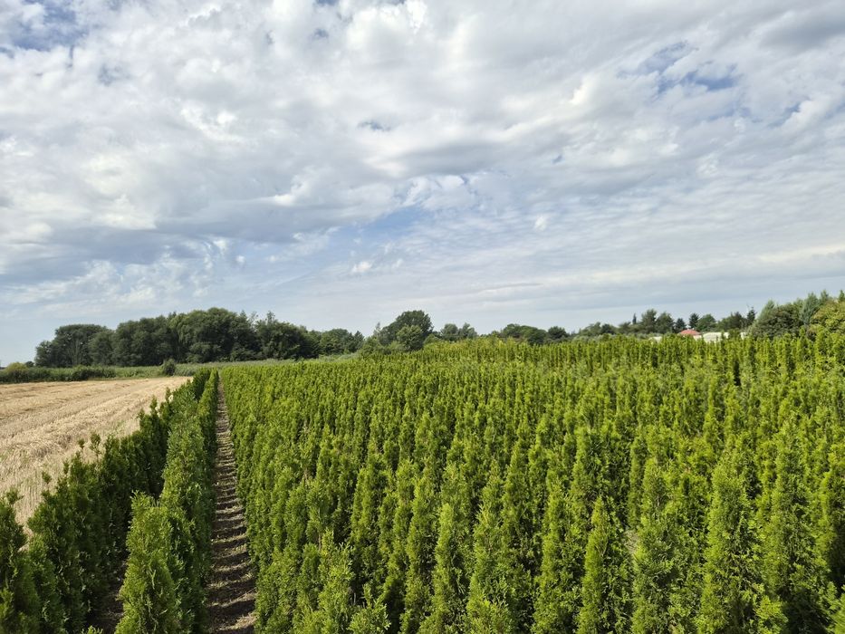 Tuja Thuja Smaragd producent Ogrodnictwo Światowscy