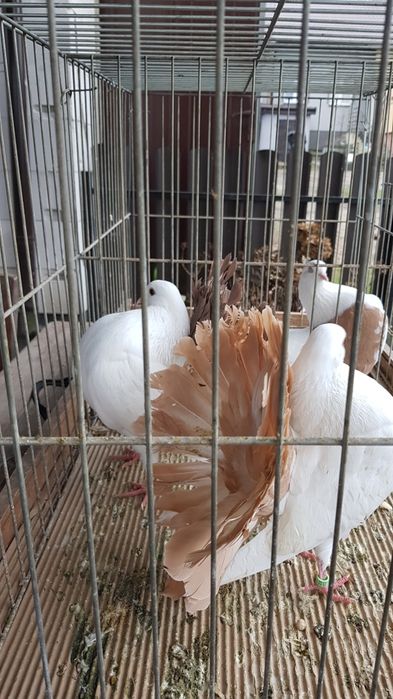 Gołębie Pawiki para