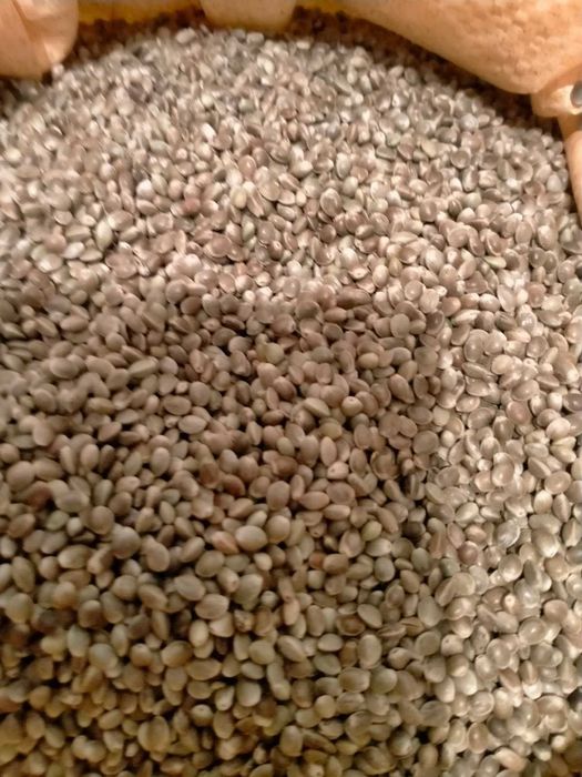 Sprzedam olej z konopi siewnych