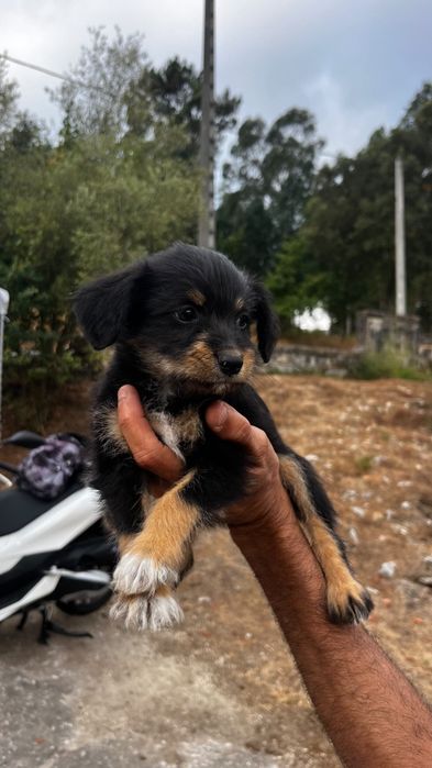 Doação de cães com 50 dias de nascidos