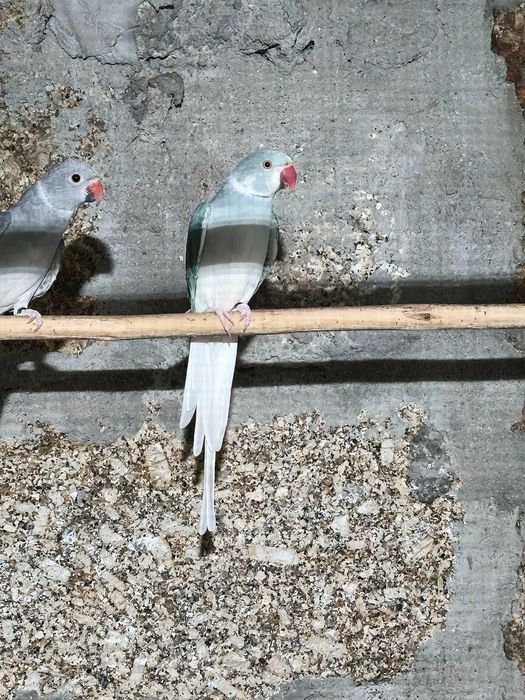Ring necks CC 2025