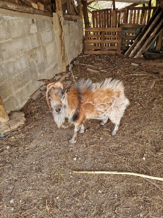 Vende se cabras anãs